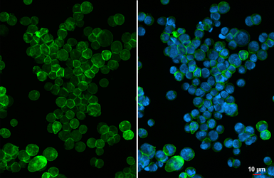 Anti-CD40 antibody [GT392] used in Immunocytochemistry/ Immunofluorescence (ICC/IF). GTX647573